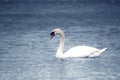 White elegant swan in a lake
