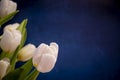 White elegant tulips on blue background