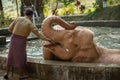 White elephants are playing in the water, with people giving sugarcane