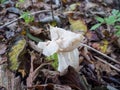 White or elfin saddle fungus in autumn Royalty Free Stock Photo