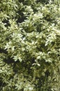 White Elm`s variated leaves Royalty Free Stock Photo
