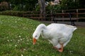 White Emden goose eating grass and daisies by the River Nene, March, Cambridgeshire