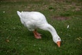 White Emden goose eating grass and daisies by the River Nene, March, Cambridgeshire