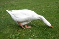 White Emden goose eating grass and daisies by the River Nene, March, Cambridgeshire