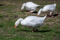 White Emden goose eating grass and daisies by the River Nene, March, Cambridgeshire