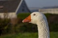 White Emden goose with orange beak