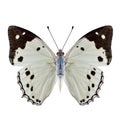 White Emperor Helcyra hemina pale bright butterfly with black stripe on wing tip isolated over white background, Royalty Free Stock Photo