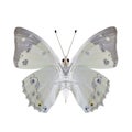 White Emperor Helcyra hemina pale bright butterfly lower wing part in natural color profile isolated over white Royalty Free Stock Photo
