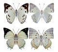 White Emperor Helcyra hemina and Jewelled Nawab Polyura delphis beautiful pale green butterfly Royalty Free Stock Photo