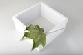 White empty cube on a white, grey background with dry maple leaf. Four white walls