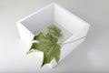 White empty cube on a white, grey background with dry maple leaf. Four white walls