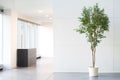 White empty office room with green plant Royalty Free Stock Photo