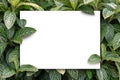 White empty paper card on green leaves background Royalty Free Stock Photo