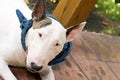 White English Bull Terrier Royalty Free Stock Photo