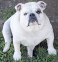 White English Bulldog