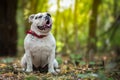 White English Bulldog in forest Royalty Free Stock Photo