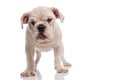 White english bulldog puppy standing Royalty Free Stock Photo