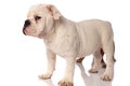 White english bulldog puppy standing with brother behind it Royalty Free Stock Photo