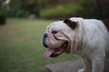 White English Bulldog show tongue