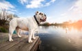 White English Bulldog standing on dock