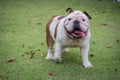 white english bulldog standing on green grass and show tounge at Royalty Free Stock Photo