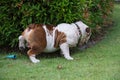 white english bulldog urinate on green grass at the park, fat do