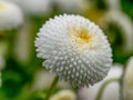 White English daisies - Bellis perennis - in spring park. Detail Royalty Free Stock Photo