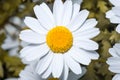 White English Daisy or daisies. close up and macro.