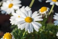 White English Daisy blooms in spring time.