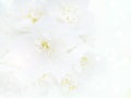 White english dogwood flowers bouquet background Royalty Free Stock Photo