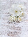 White English dogwood flowers bouquet Royalty Free Stock Photo