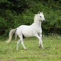 English full blood horse running on pasturage