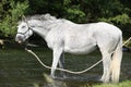 White English Thoroughbred horse with crazy look in river Royalty Free Stock Photo