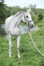 White English Thoroughbred horse in front of river Royalty Free Stock Photo