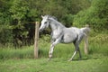 White English Thoroughbred horse in paddock Royalty Free Stock Photo