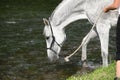 White English Thoroughbred horse in river Royalty Free Stock Photo