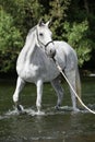 White English Thoroughbred horse in river Royalty Free Stock Photo