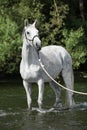 White English Thoroughbred horse in river Royalty Free Stock Photo