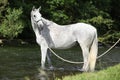 White English Thoroughbred horse in river Royalty Free Stock Photo