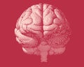 Engraving brain illustration in front view on red BG Royalty Free Stock Photo