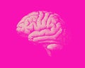 White engraving brain illustration on pink BG Royalty Free Stock Photo