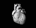 White engraving human heart illustration on dark BG Royalty Free Stock Photo