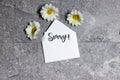 white envelope with sorry concept and daisy flowers on gray grunge background Royalty Free Stock Photo