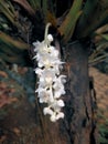 white flower gro at the garden