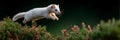 A white ermine is jumping over a bush Royalty Free Stock Photo
