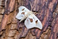 white ermine moth blending with white birch bark Royalty Free Stock Photo