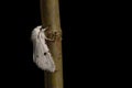 White Ermine moth Royalty Free Stock Photo