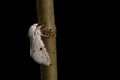 White Ermine moth
