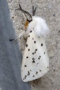 White Ermine Moth Spilosoma lubricipeda