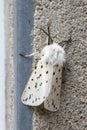 White Ermine Moth (Spilosoma lubricipeda